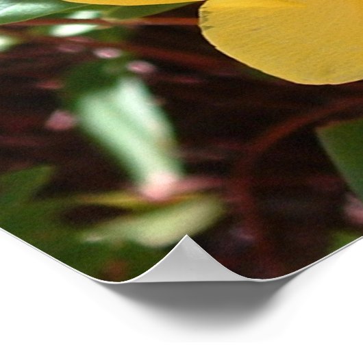 Gele Rose of Sharon Print (Hoek)