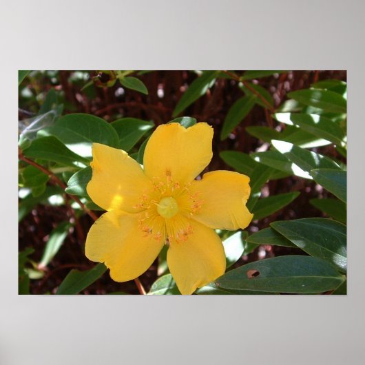 Gele Rose of Sharon Print (Voorkant)