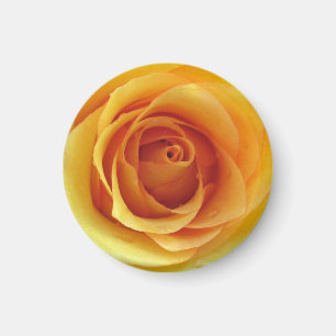 Gele Rose of Texas Magnet