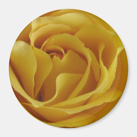 Gele Rose Petals 3-inch Ronde Magnet (Voorkant)