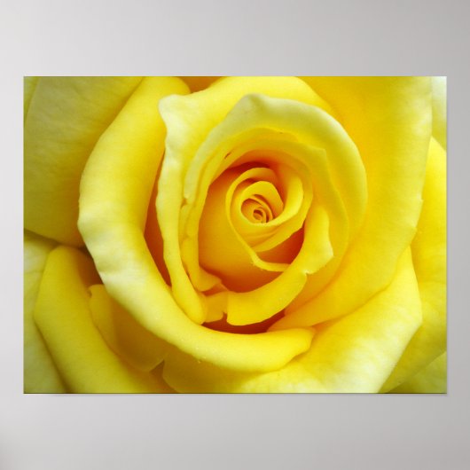 Gele Rose Poster (Voorkant)