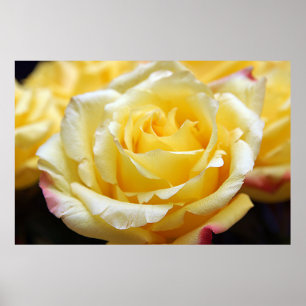 Gele Rose Poster