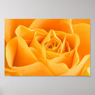 Gele Rose Poster