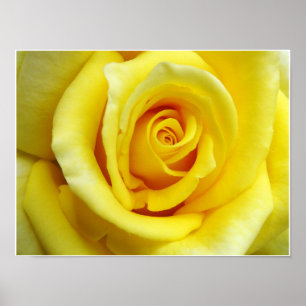 Gele Rose Poster