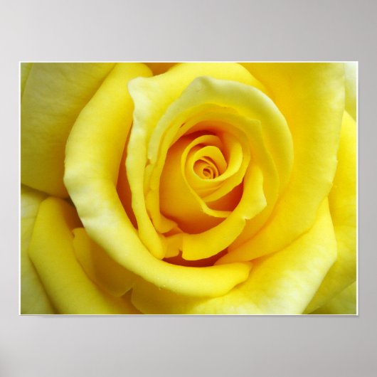 Gele Rose Poster (Voorkant)