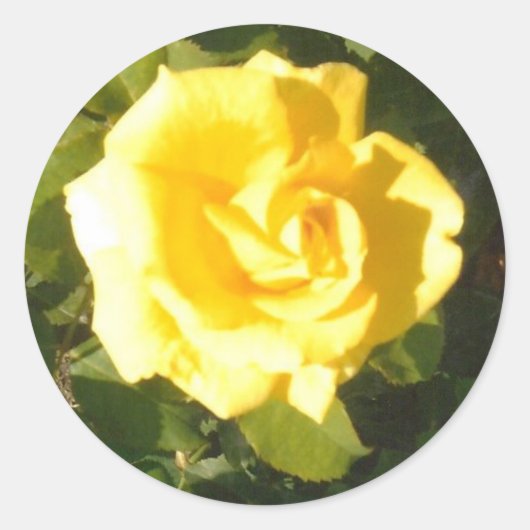 Gele Rose Ronde Sticker (Voorkant)