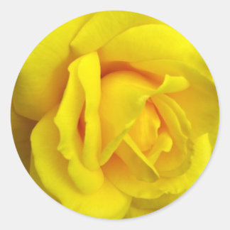 Gele Rose Ronde Sticker