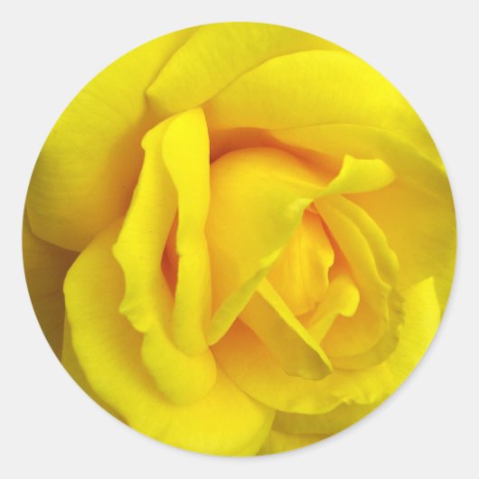 Gele Rose Ronde Sticker (Voorkant)