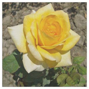 Gele Rose Stof