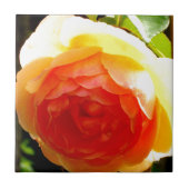 Gele Rose Tegeltje (Voorkant)