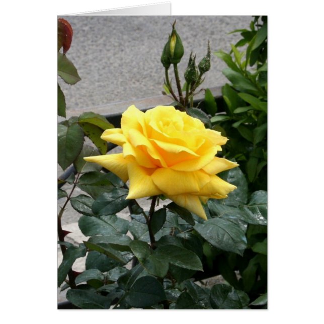 Gele Rose uit Texas (Voorkant)