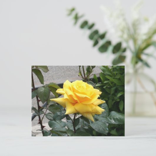 Gele Rose uit Texas Briefkaart (Staand voorkant)