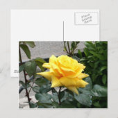 Gele Rose uit Texas Briefkaart (Voorkant / Achterkant)