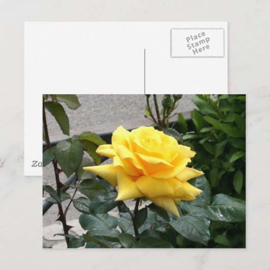 Gele Rose uit Texas Briefkaart (Voorkant / Achterkant)
