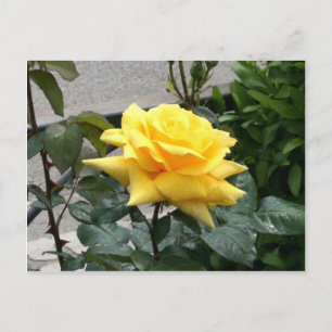 Gele Rose uit Texas Briefkaart