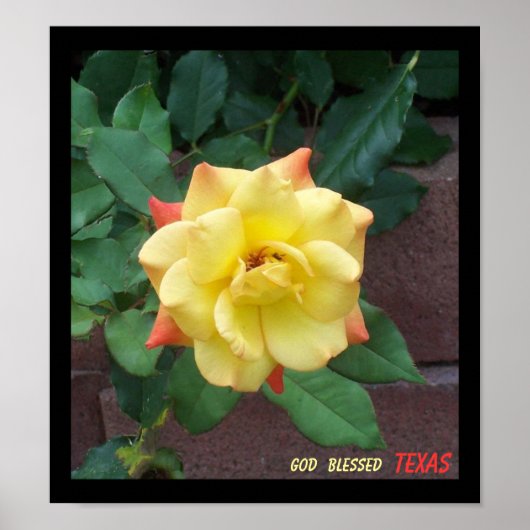 Gele Rose uit Texas Poster (Voorkant)