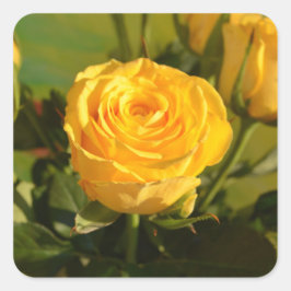 Gele Rose Vierkante Sticker