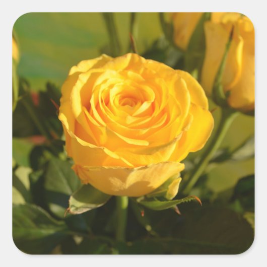 Gele Rose Vierkante Sticker (Voorkant)