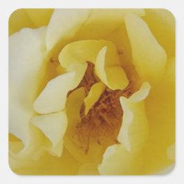 Gele Rose Vierkante Sticker
