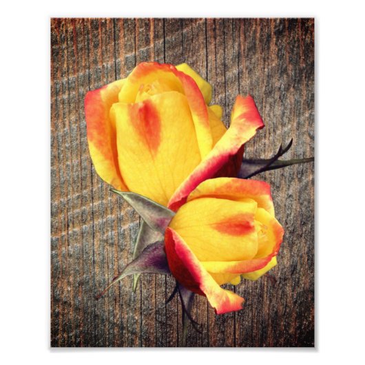 Gele rosebud bloemen op barnboard 8x10 foto afdruk (Voorkant)