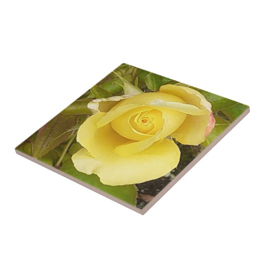 Gele Rosebud-keramische Tegel Tegeltje (Zijkant)