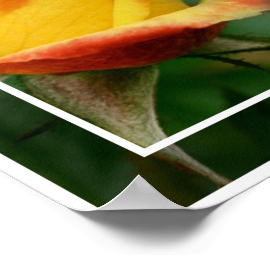 Gele Rosebud Life Attitude Quote Inspirerend Poster