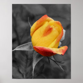 Gele Rosebud Partiële kleur Poster