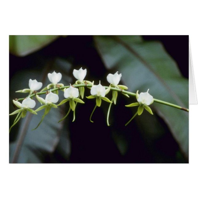 Gele Rothschildiana (Vanda) bloemen (Voorkant Horizontaal)