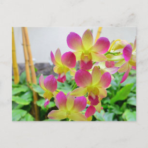 Gele roze orchideeën briefkaart