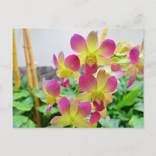 Gele roze orchideeën briefkaart (Voorkant)