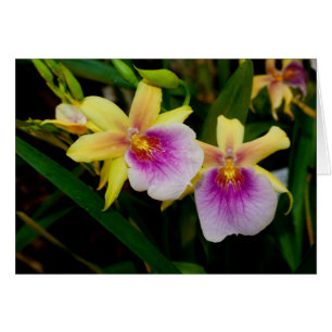 Gele roze Paarse Miltonia Sunset Orchids