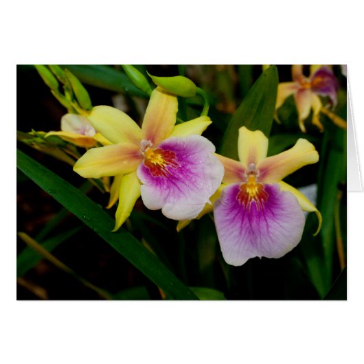 Gele roze Paarse Miltonia Sunset Orchids (Voorkant Horizontaal)