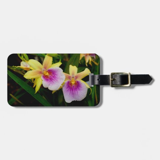 Gele roze Paarse Miltonia Sunset Orchids Bagagelabel (Voorkant horizontaal)