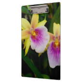 Gele roze Paarse Miltonia Sunset Orchids Klembord (Links)