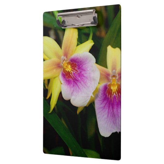 Gele roze Paarse Miltonia Sunset Orchids Klembord (Links)