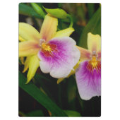 Gele roze Paarse Miltonia Sunset Orchids Klembord (Achterkant)