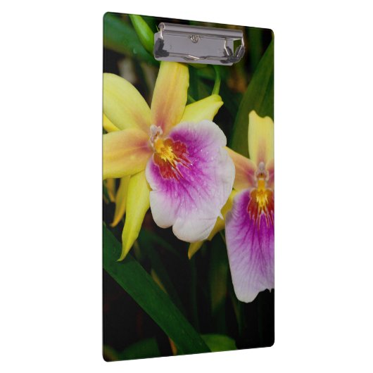 Gele roze Paarse Miltonia Sunset Orchids Klembord (Rechts)