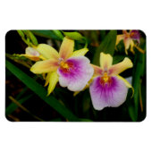 Gele roze Paarse Miltonia Sunset Orchids Magneet (Horizontaal)