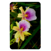 Gele roze Paarse Miltonia Sunset Orchids Magneet (Verticaal)