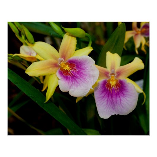 Gele roze Paarse Miltonia Sunset Orchids Poster (Voorkant)