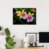 Gele roze Paarse Miltonia Sunset Orchids Poster (Thuiskantoor)
