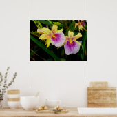 Gele roze Paarse Miltonia Sunset Orchids Poster (Keuken)