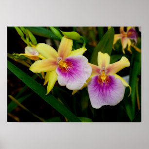 Gele roze Paarse Miltonia Sunset Orchids Poster