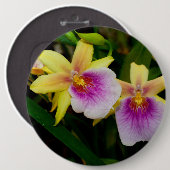 Gele roze Paarse Miltonia Sunset Orchids Ronde Button 6,0 Cm (Voorkant /achterkant)