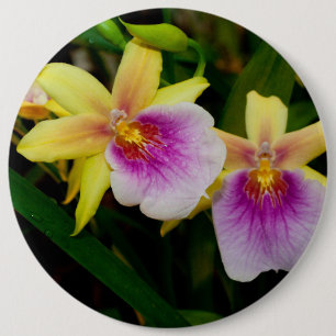 Gele roze Paarse Miltonia Sunset Orchids Ronde Button 6,0 Cm
