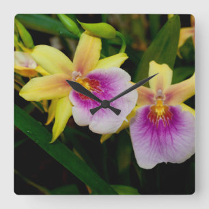 Gele roze Paarse Miltonia Sunset Orchids Vierkante Klok