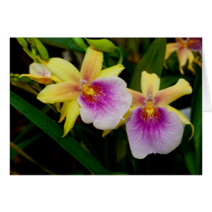 Gele Roze Paarse Miltonia Zonsondergang Orchideeën