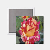 Gele roze rozen Magnet (Voorkant / Achterkant)