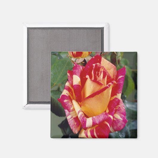 Gele roze rozen Magnet (Voorkant / Achterkant)