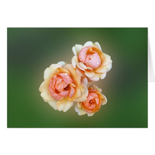 gele rozen (Voorkant Horizontaal)